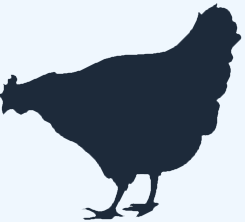chicken 3